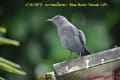 イソヒヨドリ類Rock-thrush  ヒタキ科Muscicapidae スズメ目Passeriformes