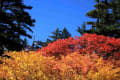 高原沼めぐり・・紅葉