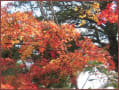 西脇市西林寺の紅葉