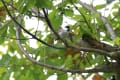 夏はあまり姿を見せなかった野鳥が秋の深まりと共に帰ってきた。