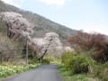 桜の三瓶山