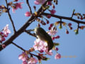 東村山の桜