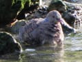 沖縄の動物-鳥類