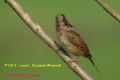 [22]Eurasian Wryneck27Feb2012-07p-s.jpg