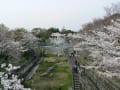 岡崎疎水の桜　２００７