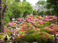 根津神社のつつじ