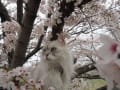 満開の桜と猫