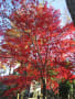 豪徳寺と松陰神社周辺の紅葉散策