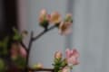 久しぶりの雨、雨風強く紅梅、白梅（2本）、枝垂れ梅の花は散った