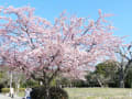 [4]河津桜.JPG