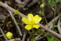 浮島ヶ原自然公園の花　- 春