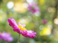 京都府立植物園　2011_1027