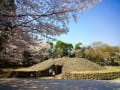 [59]桜土手古墳公園の桜