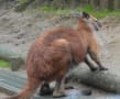 大震災にも負けず！多摩動物園！