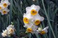 吾妻山の水仙の花ー３