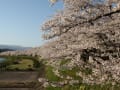 北東北桜めぐり≪角館　4/23≫