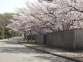 今年の桜