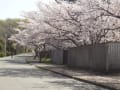 今年の桜