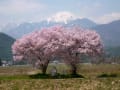 安曇野の桜