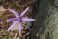 [8]野草園の花たち