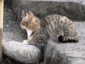 [40]1519梅園入り口に居た猫1.jpg