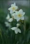 我が家で今年咲いた水仙の花達