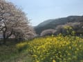 [46]松崎町　那賀川沿いの桜