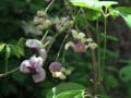 四月一日　市大植物園の木の花（13枚）