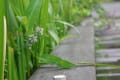 浮島ヶ原自然公園の草花　夏