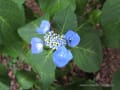 紫陽花（上野恩賜公園）