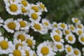 梅雨、植物は元気です。