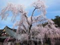 身延山久遠寺の枝垂桜　2014年4月2日