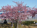 [19]江戸川沿いの河津桜　2018