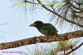 [28]Great Barbet09Feb2014-03a-s.jpg