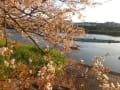 2017年朝比奈川左岸堤のソメイヨシノ開花情報 　　終了