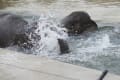 京都市動物園　ぞうさんの行水