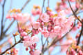 ミササガパークの陽光桜の開花状況