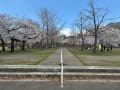 平和公園の桜ー２０２５（北九州市小倉北区）