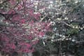 尼崎市農業公園の梅の開花情報