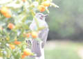 近場の野鳥