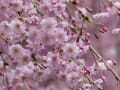 まじくんママがミタ京都の桜2016
