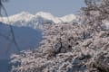 今年も桜花盛り