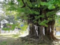 千葉県市川市葛飾八幡宮、千本公孫樹の巨樹　21