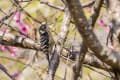 梅の花に集まる野鳥