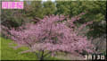 桜　さくら　サクラの満開日