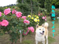 ☆ゆずと薔薇の花☆