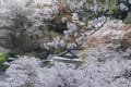 多摩の桜２０２３　～町田の墓苑～