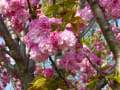 京都　桜だより　梅小路公園⑩