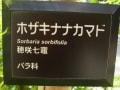 今年は街路樹の間に沢山咲いてました。