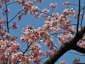 2013/03 東京の桜